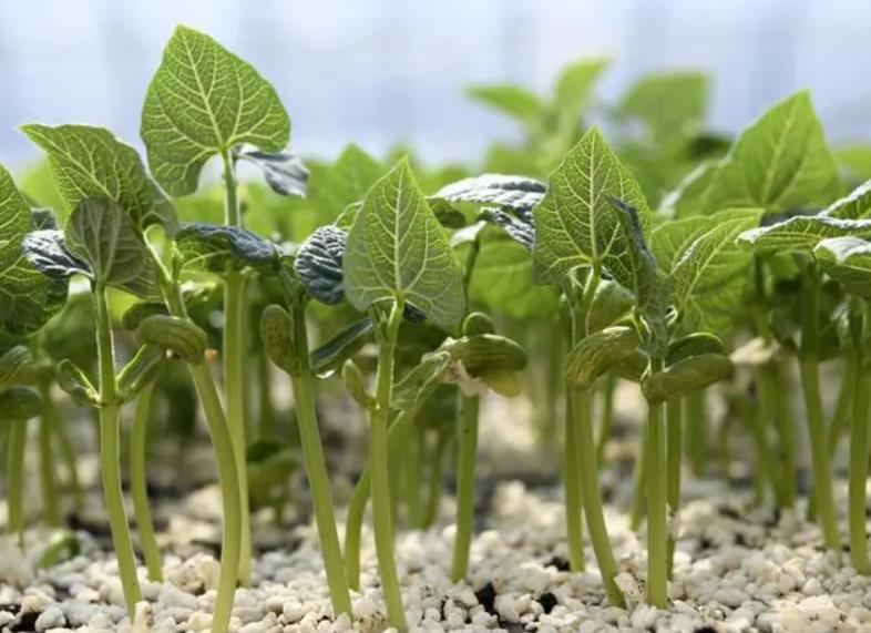 <b>毛豆种植病虫害全解析及杀虫剂选择指南</b>