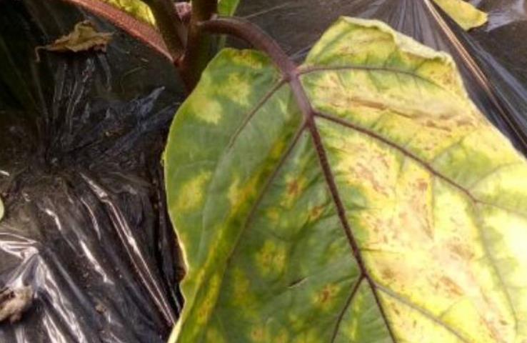 <b>冬天大棚种植的茄子叶片发黄什么原因？</b>