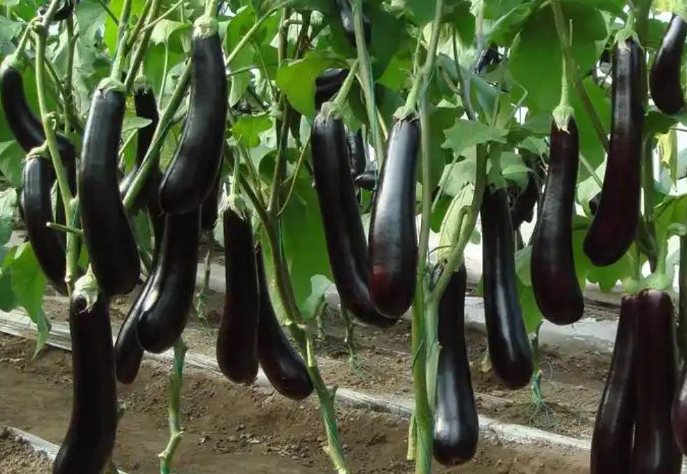 冬天大棚种植的茄子叶片发黄什么原因?