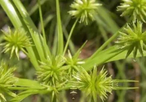 十字苔草的从药用到实用价值等你来发现