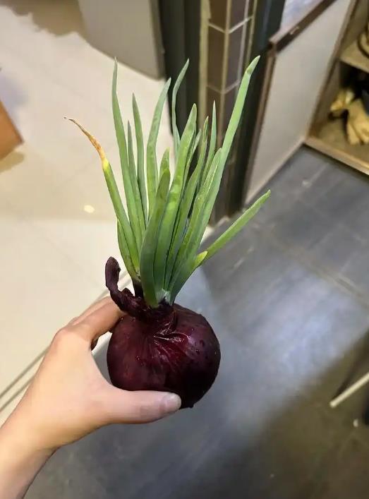 洋葱苗可以吃吗?