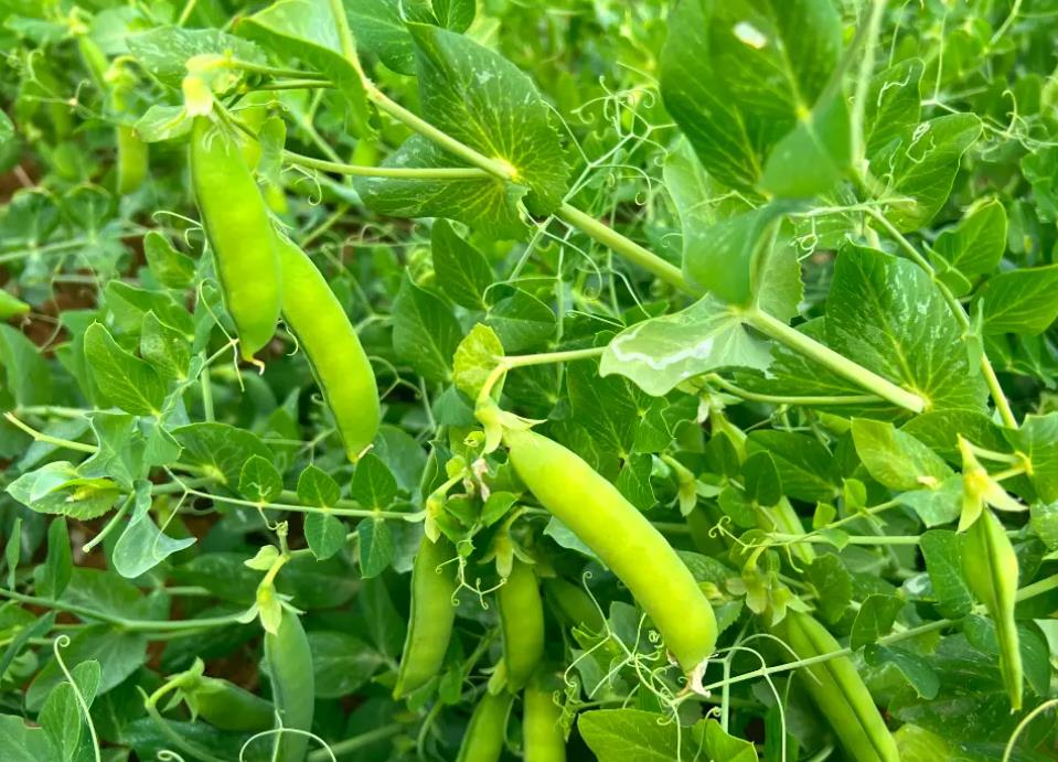阳台菜园指南:如何挑选与储存豌豆种子?