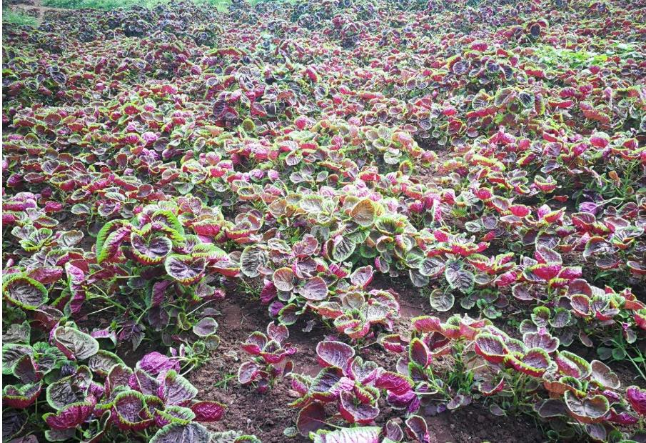 哪些地方可以种植苋菜?