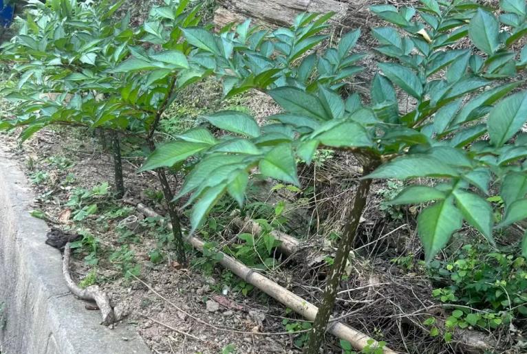 <b>魔芋种植使用的安全高效除草剂和农药揭秘</b>