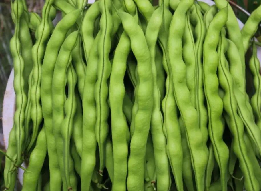 <b>新鲜四季豆怎么保存？</b>