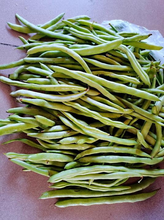 新鲜四季豆怎么保存?