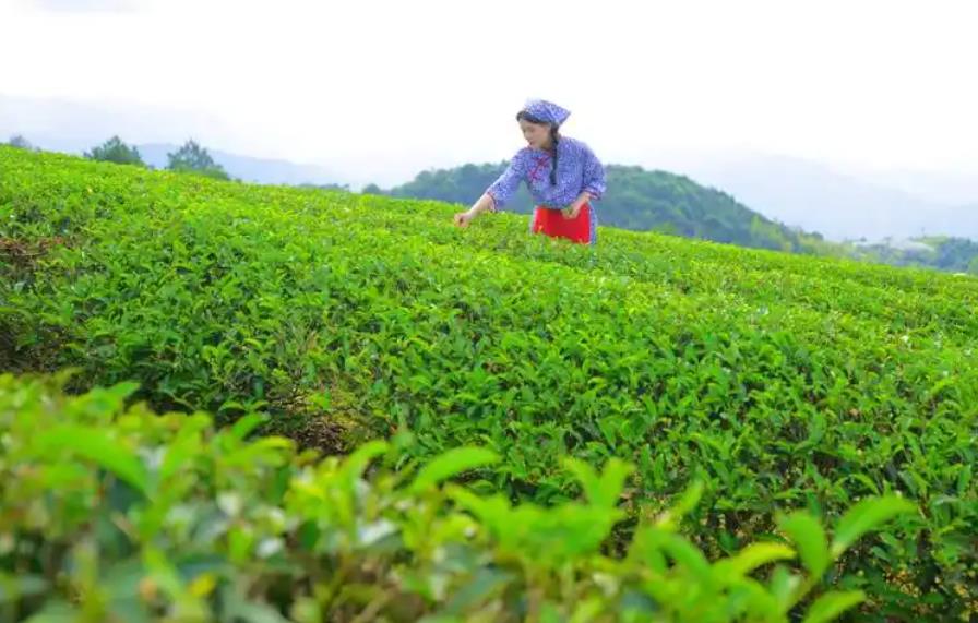 <b>哪些地方适合种植茶叶树？</b>