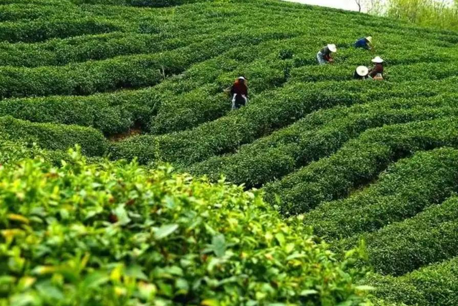 哪些地方适合种植茶叶树?