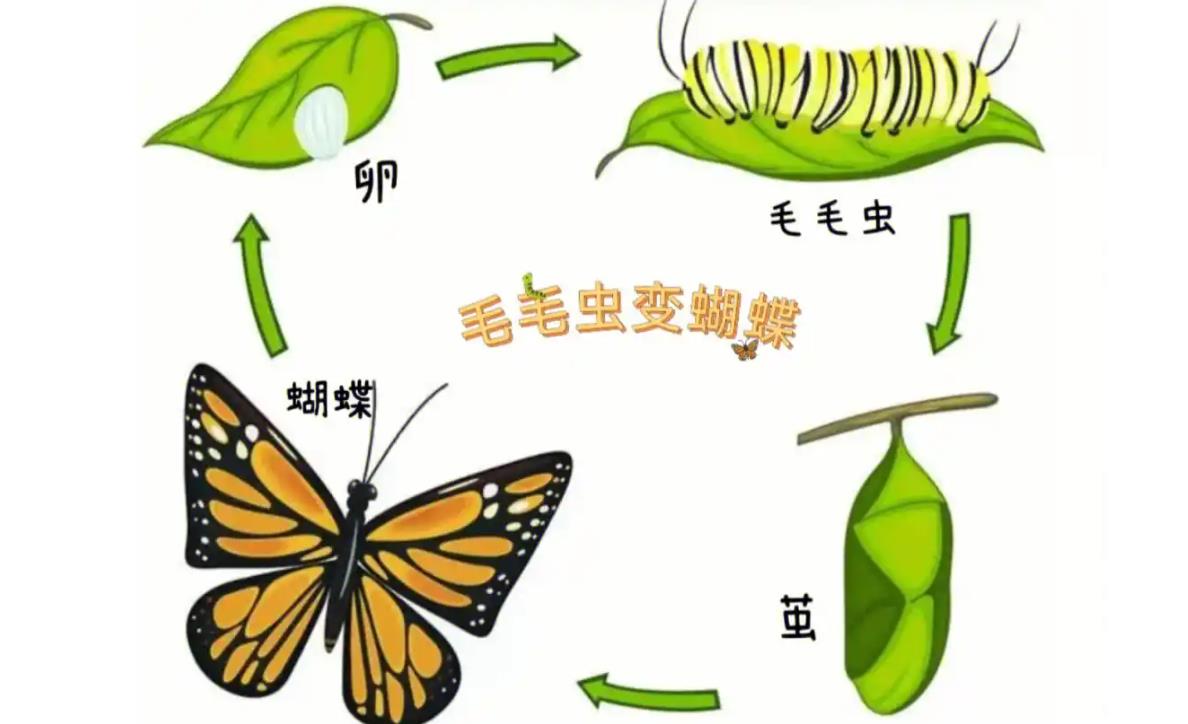 揭秘蝴蝶进化史-毛毛虫如何化茧成蝶,展翅飞翔