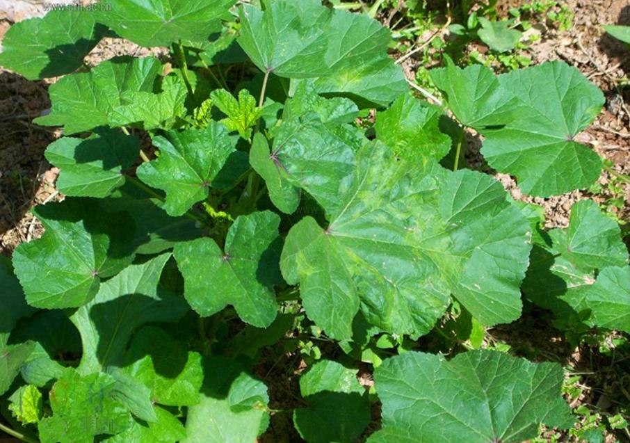 冬葵是什么植物?揭秘它的生长习性与种植分布范围