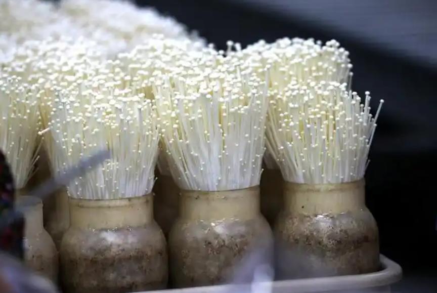 <b>金针菇高产秘诀-科学施肥与培育技巧</b>