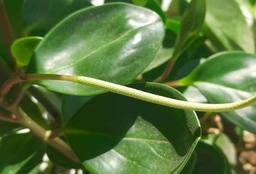 圆叶椒草开花吗?养护技巧与开花奥秘分享