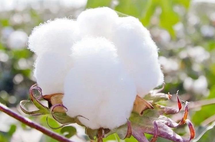<b>新疆棉花一年种几次，有什么优缺点？</b>