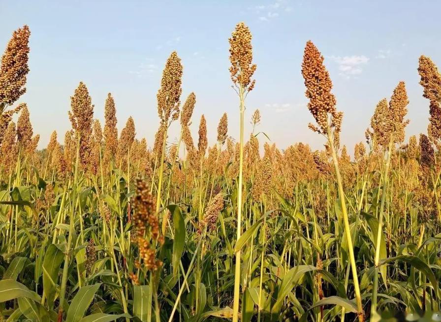 <b>从主食到能源-揭秘高粱的全球种植与多功能用途</b>
