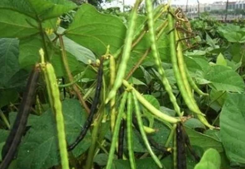 <b>绿豆种植的底肥施用技巧与注意事项</b>