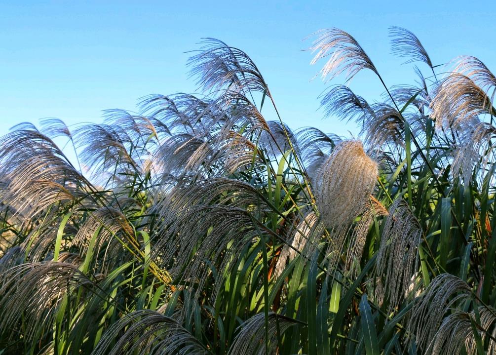 五节芒是什么植物,有什么用途?