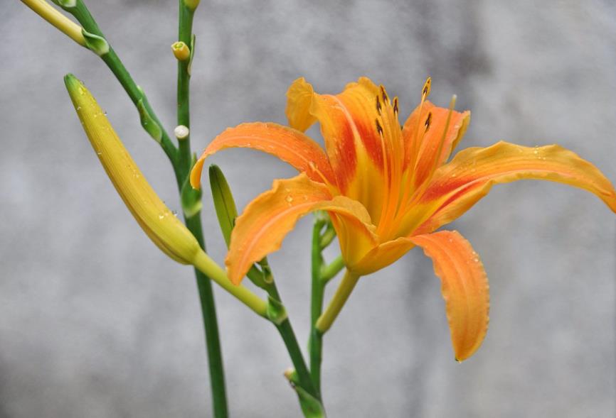 金针花是什么花,怎么养殖?