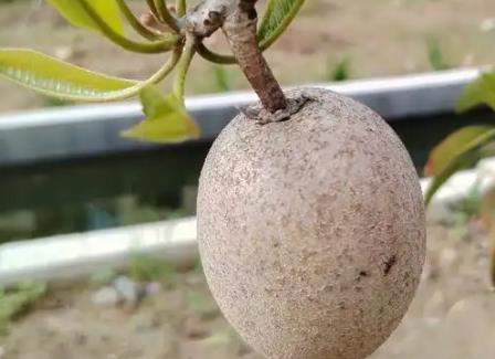 <b>人心果的种子可以种吗?</b>