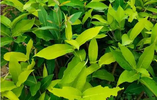 <b>莲雾树苗种植几年可以结果？</b>