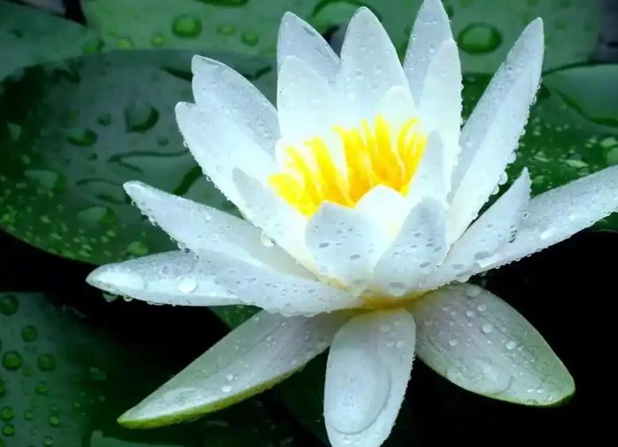 <b>睡莲的花语静谧之美，象征心灵之镜</b>
