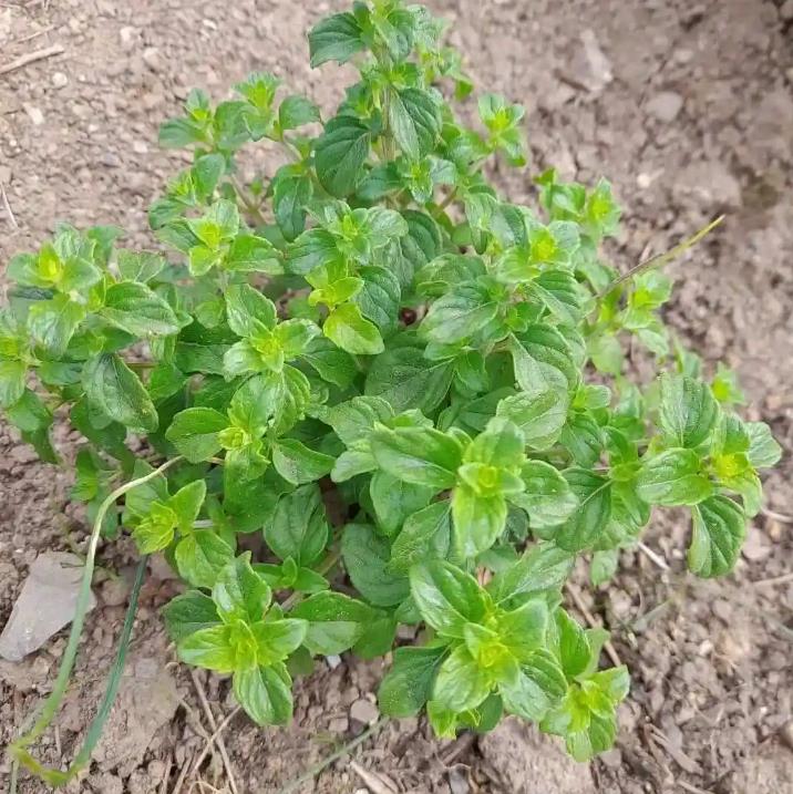 牛至是什么植物,怎么养殖打造香草小花园
