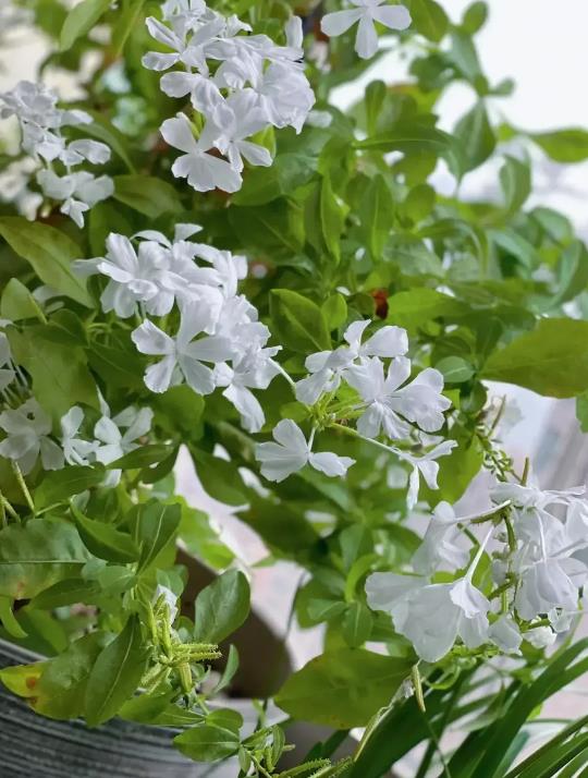 白雪花花期多长,室内怎么养殖?