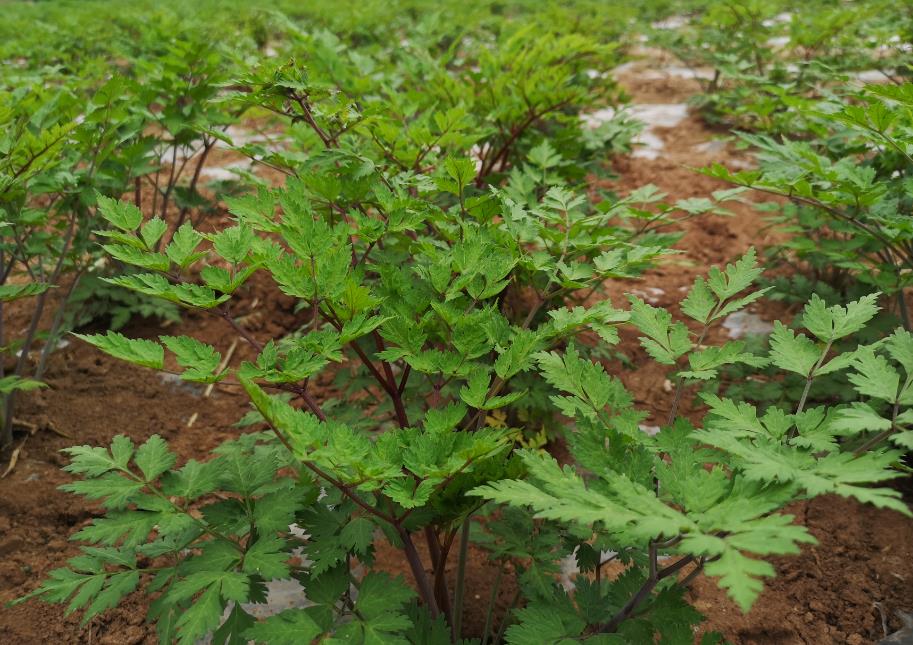 探寻当归的管理要点:哪些地方适合种植当归?