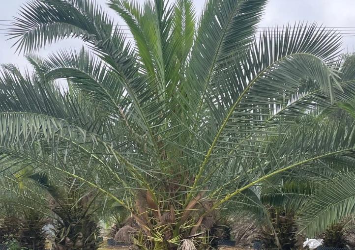 <b>种植海枣树要不要施肥？一篇文章告诉你答案！</b>