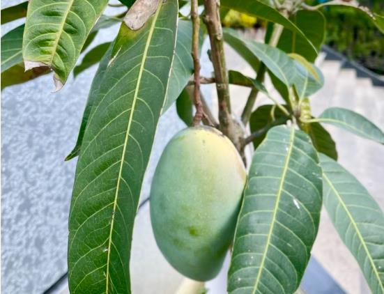 <b>芒果核也能种盆栽？种植芒果核变盆栽的秘诀</b>