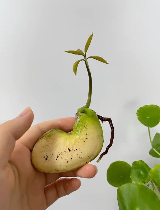 芒果核也能种盆栽?种植芒果核变盆栽的秘诀