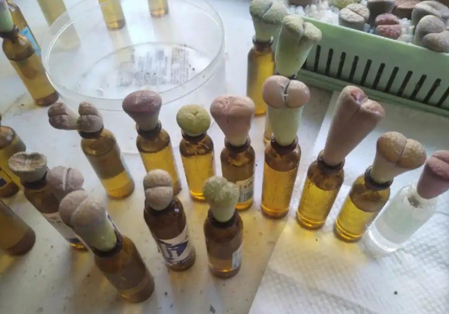 多肉生石花可以水培吗?一次说清楚!