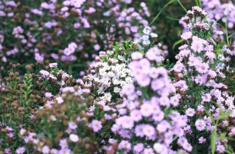 <b>樱花草的花语与寓意-爱的浪漫与坚韧的赞歌</b>