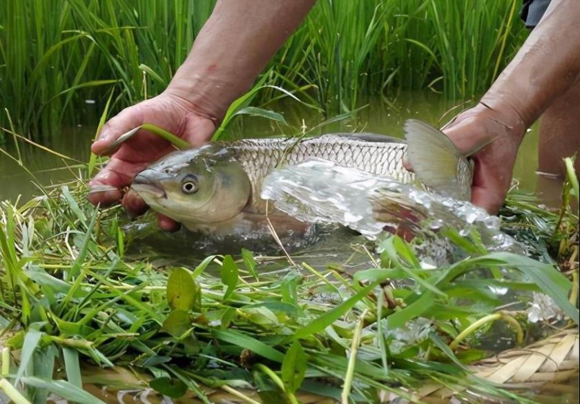 <b>草鱼养殖食欲减退问题如何解决？</b>