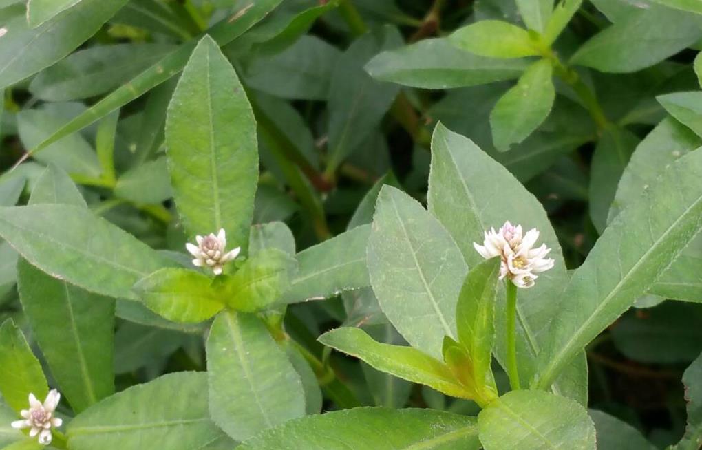 空心莲子草什么环境地方可以种植,有什么药用价值?