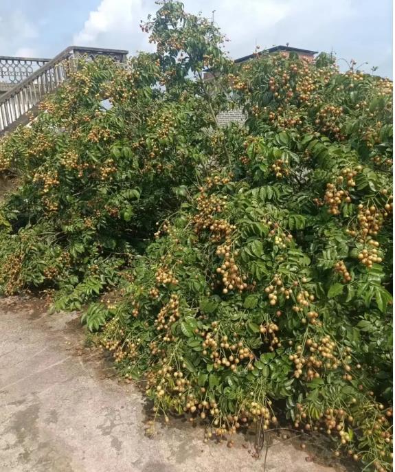 种植黄皮果树什么时候施肥最佳?