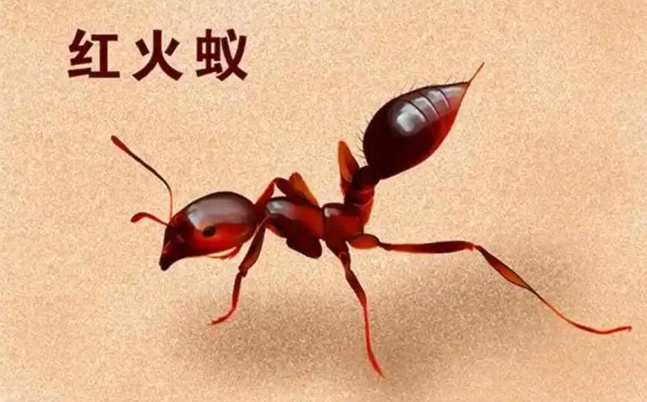 红火蚁入侵怎怎么办?了解它的毒性,保护自身安全