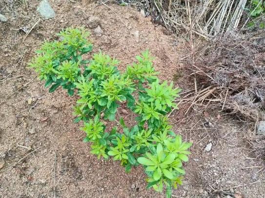 <b>杨梅树苗冬天能移栽吗？专家讲解种植秘籍</b>