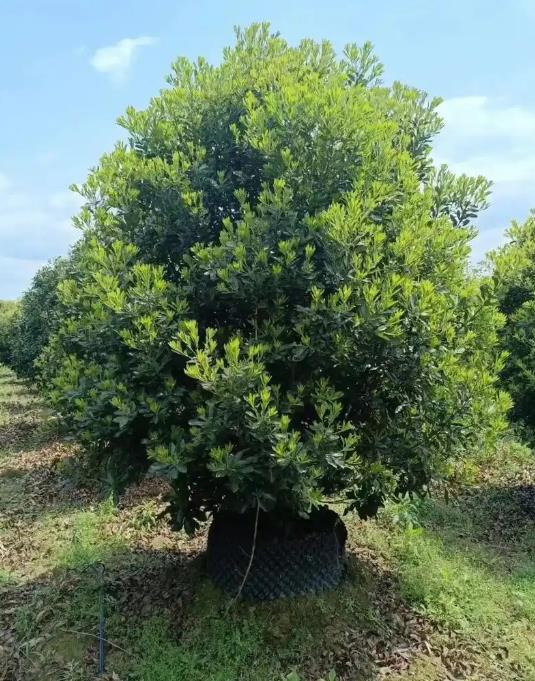杨梅树苗冬天能移栽吗?专家讲解种植秘籍