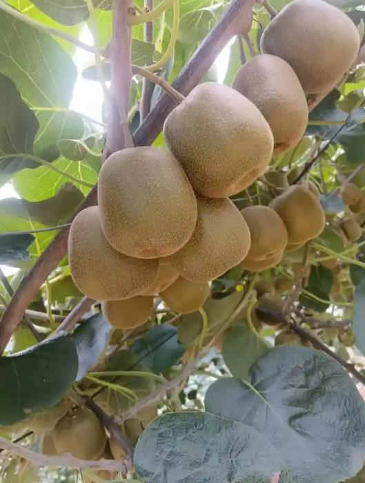红心猕猴桃怎么种植管理?