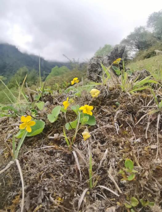 双花堇菜是什么植物,生长在哪些地方?