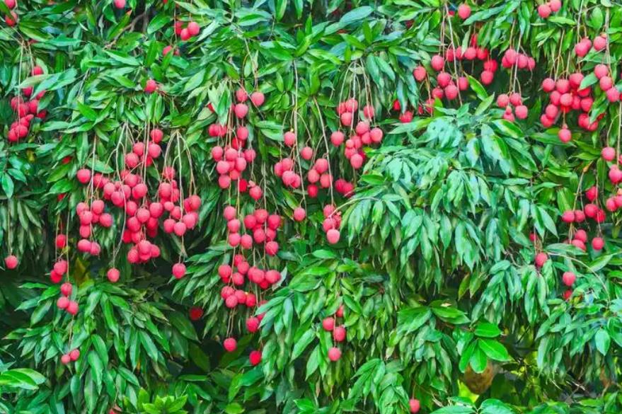 <b>荔枝树从种植到结果需要多长时间？</b>