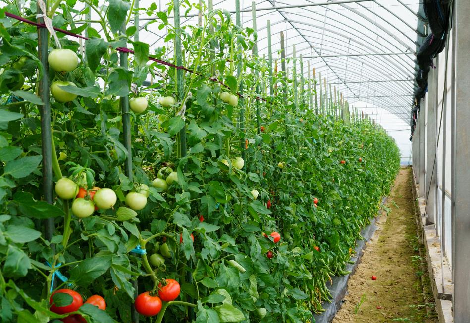 <b>蔬菜也需要补钙？什么肥料最好？</b>