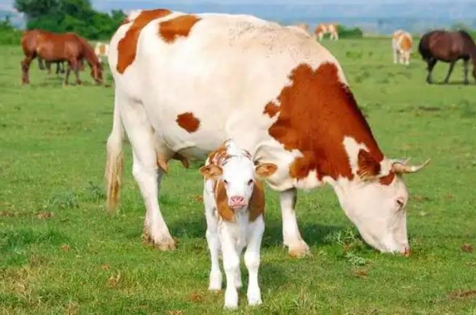 <b>实用养殖指南：哺乳牛饲养管理要点攻略</b>