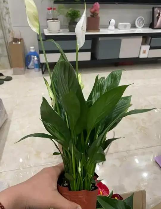 白掌VS红掌的区别,选对养护方法,让它们更美丽