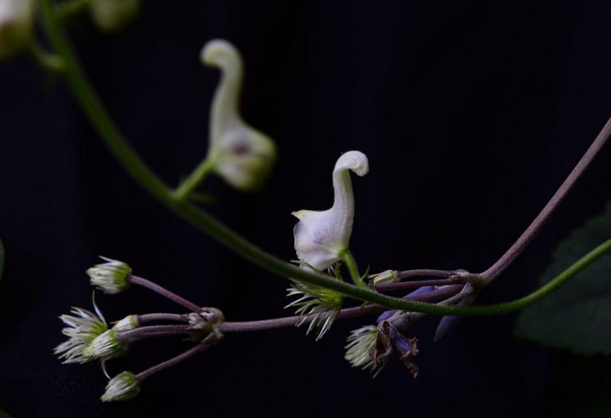 哪些地方适合种植天鹅花？打造梦幻花园指南来啦！