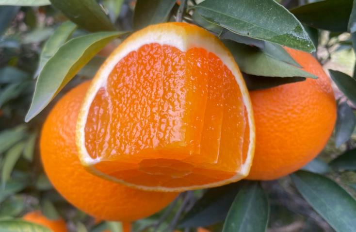 <b>果冻橙哪里产地种植的最好？如何辨别真假果冻橙？</b>
