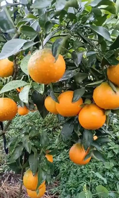 果冻橙哪里产地种植的最好?如何辨别真假果冻橙?