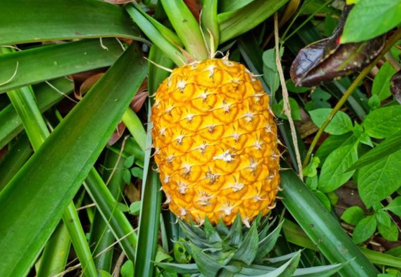 <b>菠萝种植知识：一年种一次还是多年生？</b>