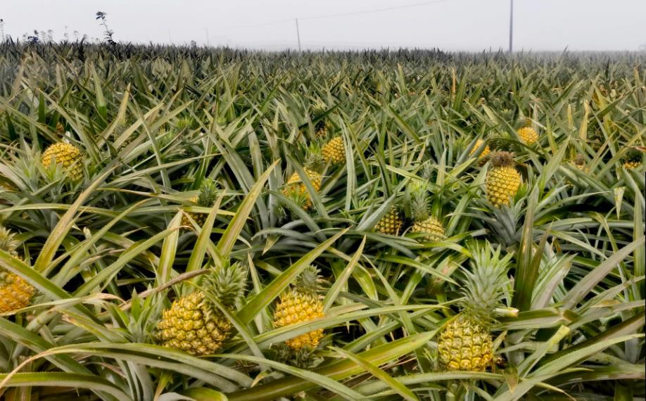 菠萝种植知识:一年种一次还是多年生?