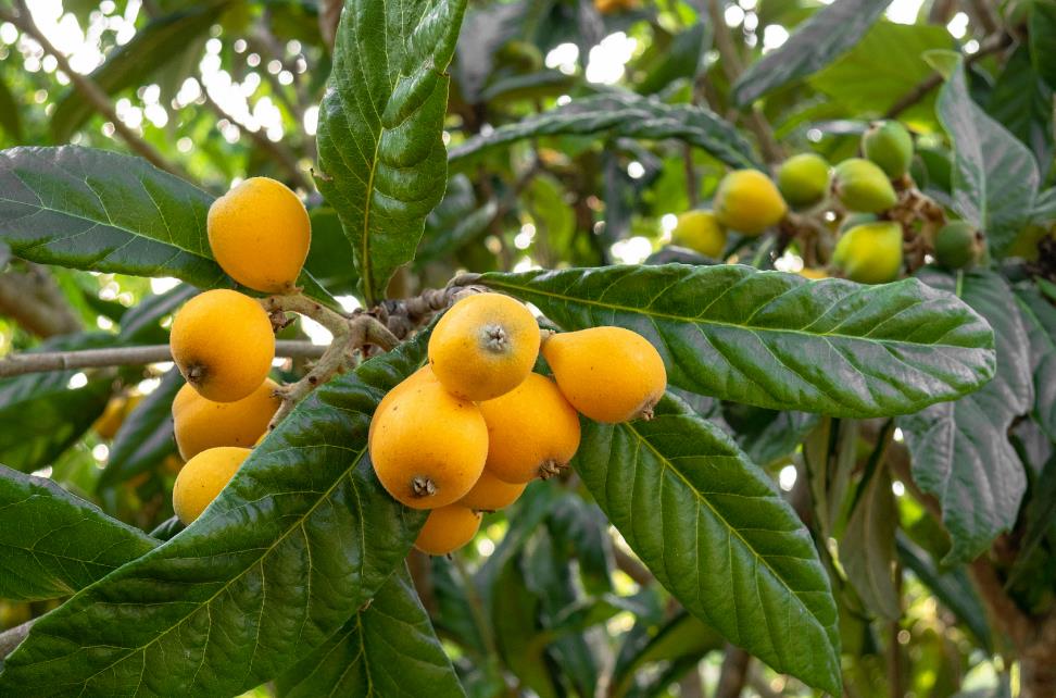 <b>枇杷树公母怎么分辨？观察花朵与果实是关键</b>